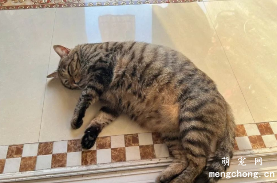 猫界“最不臭”的6种猫，几个月不洗澡，身体还是香香的！