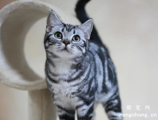 猫界“最不臭”的6种猫，几个月不洗澡，身体还是香香的！