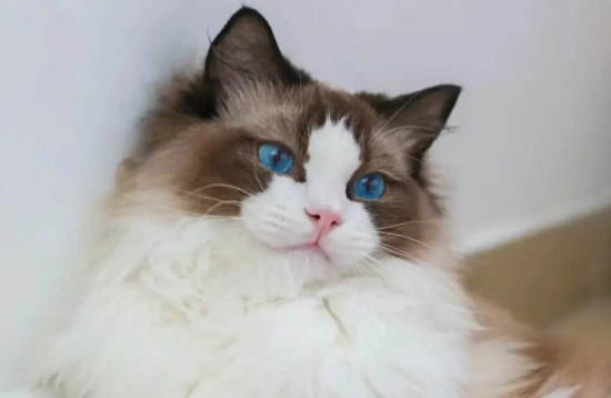 猫疫苗多少钱一针