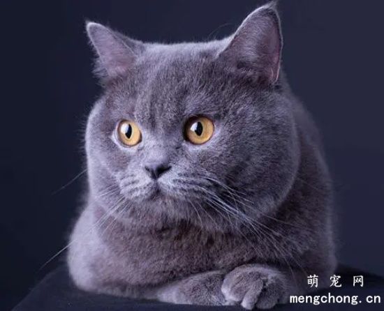 猫疫苗怎么看有没有成功？