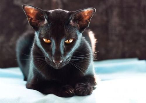 猫疫苗隔多久打一次