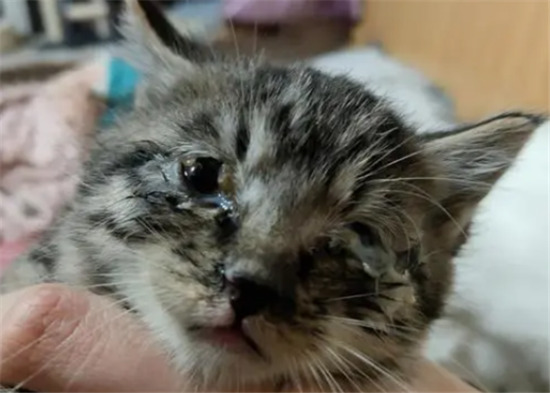 猫疱疹病毒症状