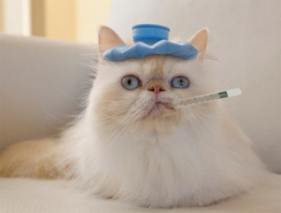 猫病毒性鼻支气管炎的防治！