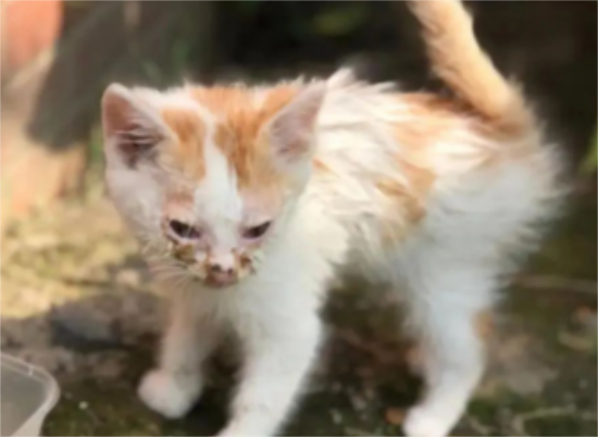 猫病毒性鼻支气管炎的防治！