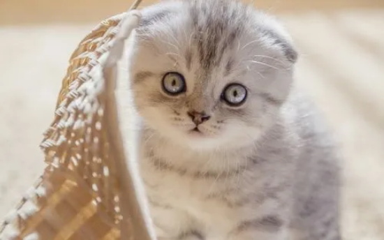 猫瘟怎么选择消毒液 猫瘟消毒后多久可以养猫