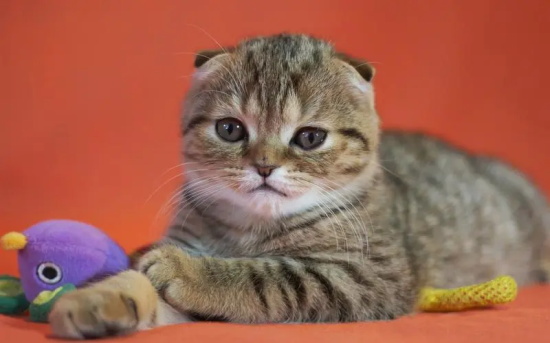 猫癣家里怎么消毒彻底