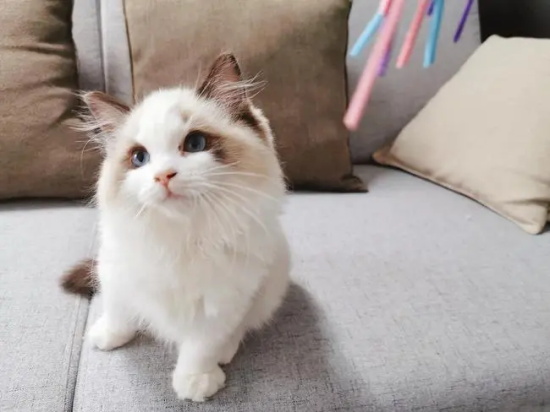 猫癣症状有哪些?