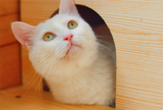 猫癫疯病怎么才能治好