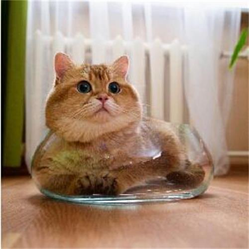 猫白内障是怎么引起的