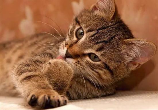 猫白内障能治好吗?