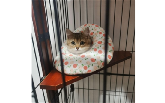 猫白天散养晚上关笼子好吗