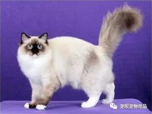 猫白细胞低是什么原因?