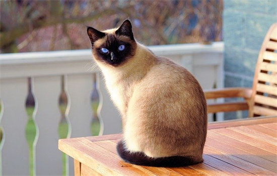 猫白细胞偏低 是什么原因