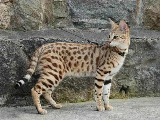 猫白色皮屑不是猫癣