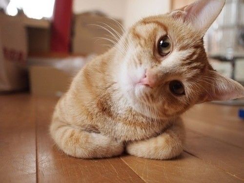猫的习性有哪些?