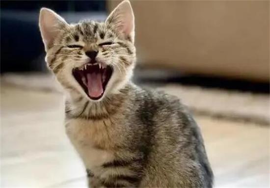 猫的叫声像小孩哭是怎么回事