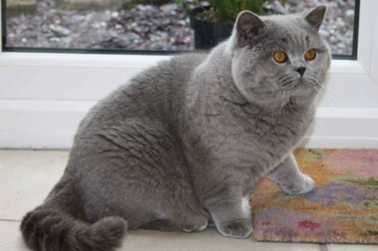 猫的后腿无力走路摇晃 猫的后腿无力走路摇晃一直叫