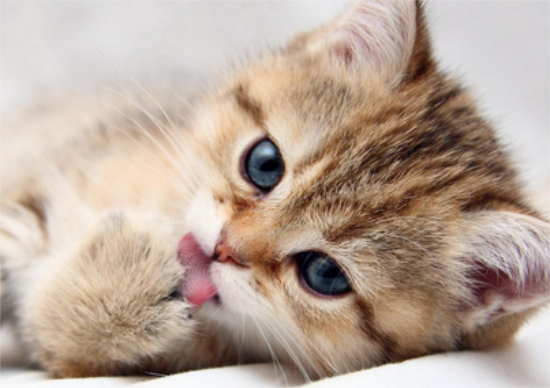 猫的后腿突然瘫痪了
