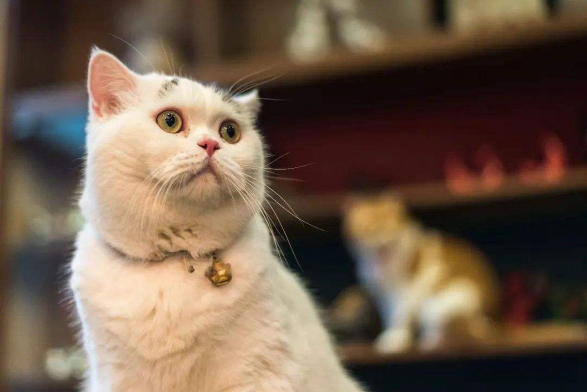 猫的呼吸声很大正常吗