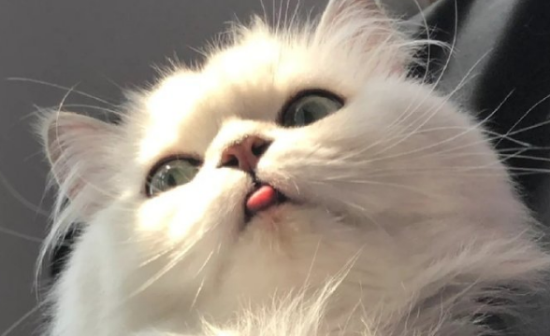 猫的外形特点和生活特征