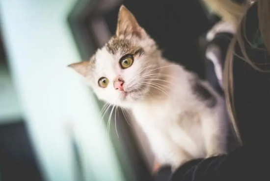 猫的尾巴有什么用途