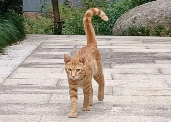 猫的尾巴竖起来是表示什么