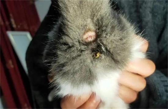 猫的尿道流出像脓一样的东西