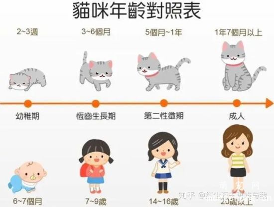 猫的平均寿命是多少？猫的年龄相当于人类多少岁？