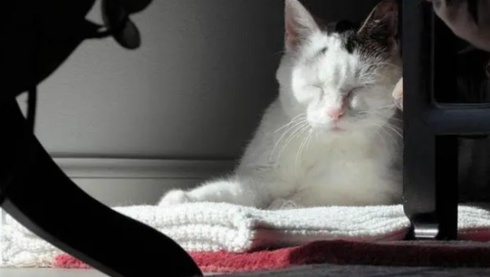 猫的应激反应有哪些