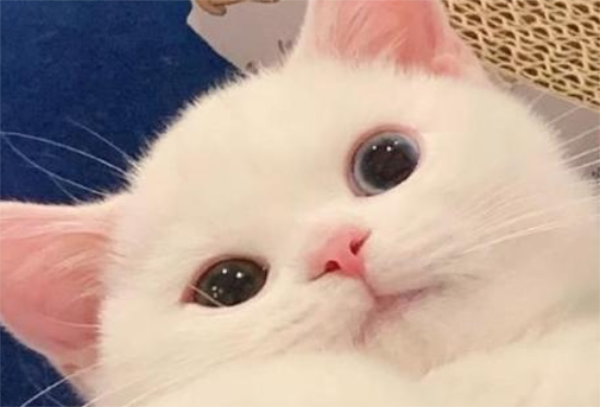 猫的心跳一分钟多少次