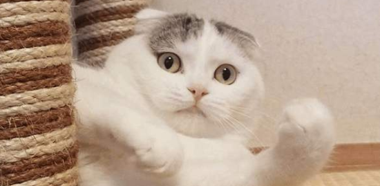猫的心跳一分钟多少次?