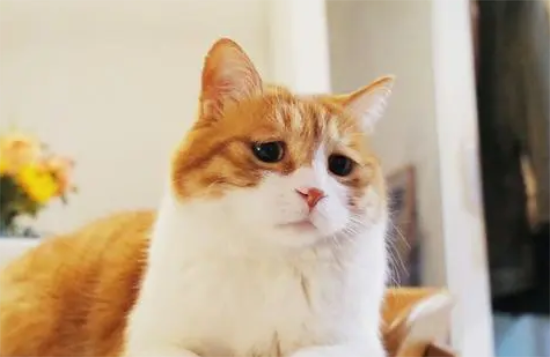 猫的性格有三处古怪