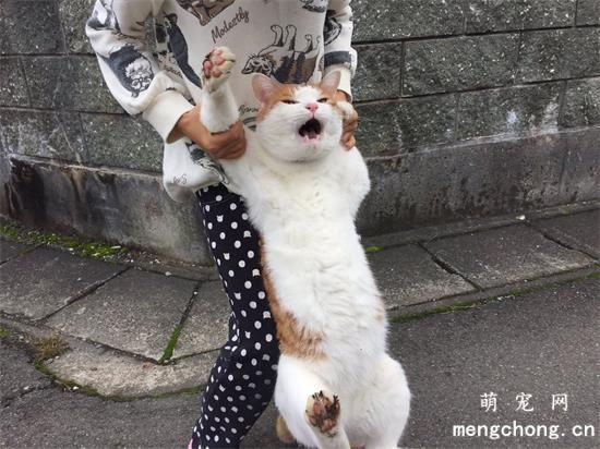 猫的性格特点有哪些？