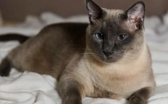 猫的智商排名