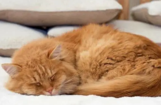 猫的生活特征和生活方式
