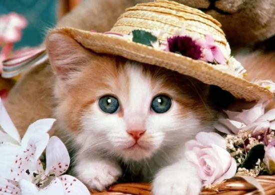 猫的由来和进化史