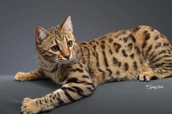 猫的眼睛一天三变是哪三变