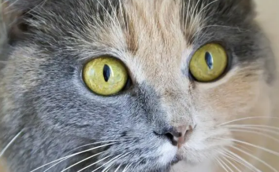 猫的眼睛有几种颜色