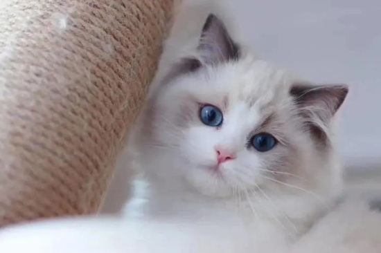 猫的眼睛有哪些颜色？