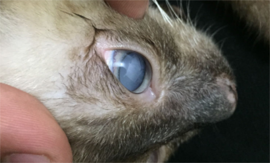 猫的眼睛白膜能自愈吗