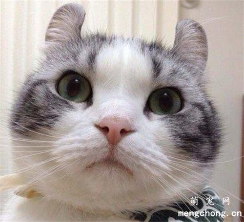 猫的瞳孔变化的原因