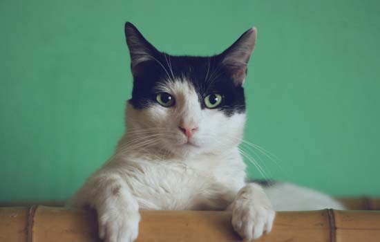 猫的肚子有气泡响声有水声