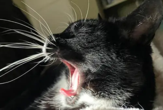 猫的胡须可以剪吗