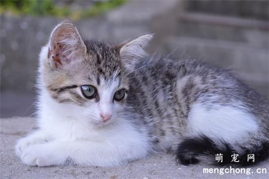 猫的胡须有什么用
