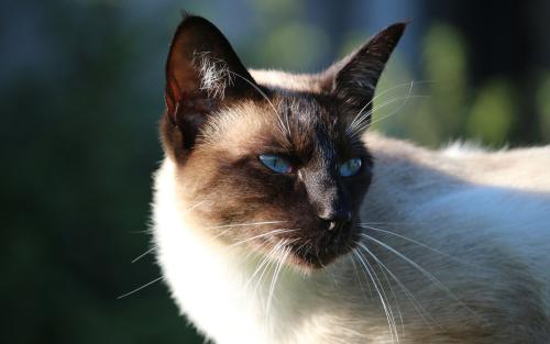 猫的胡须被剪掉会怎样?深入探讨猫胡须的功能及对猫咪的影响