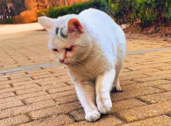 猫的脚在颤抖是怎么回事