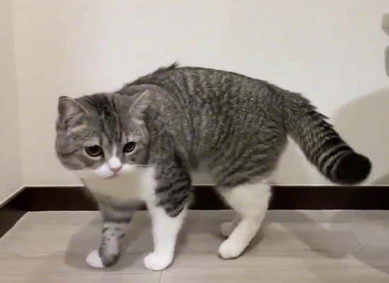 猫的膀胱炎是怎么引起的