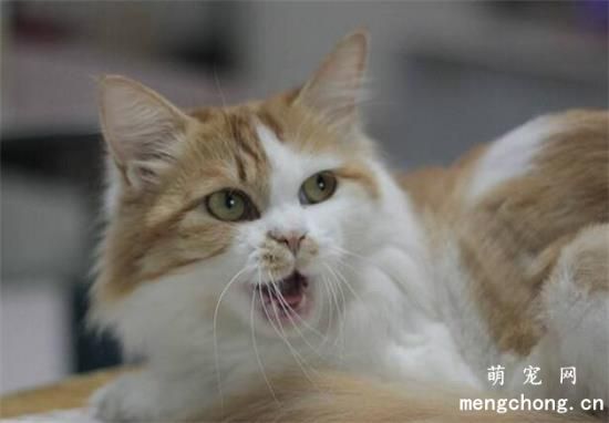 猫的舌头为什么有刺