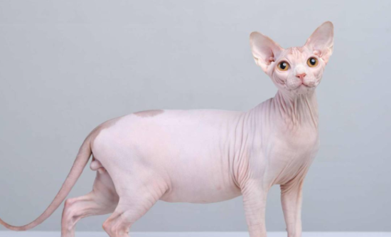 猫的鼻头干燥发热是生病了吗