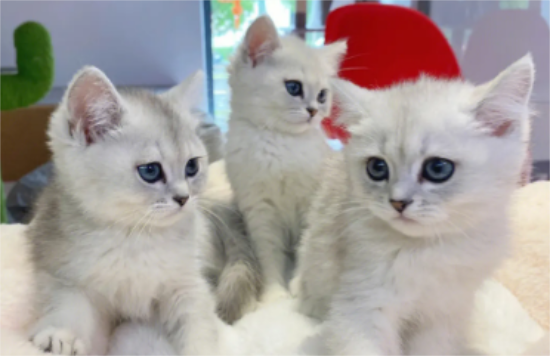 猫皮癣怎么治疗，猫皮癣怎么解决?